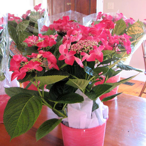 Thumbnail: Hydrangea Strawberries and Cream