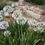 Thumbnail: Agapanthus Queen Mum