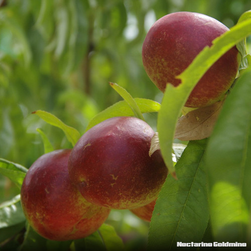 Nectarine Goldmine potplantheavenperth