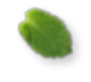 fresh-mint-leaves
