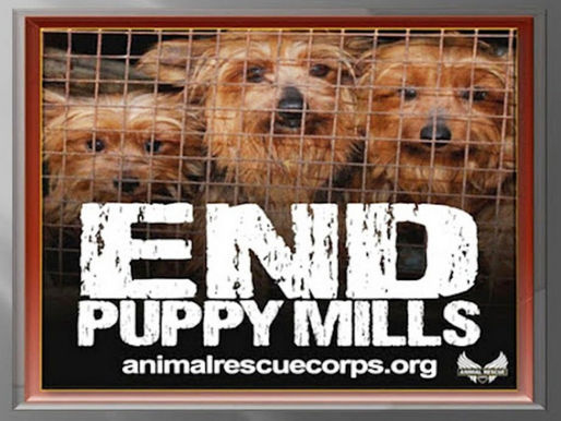 City Rejects Ban on Puppy Sales