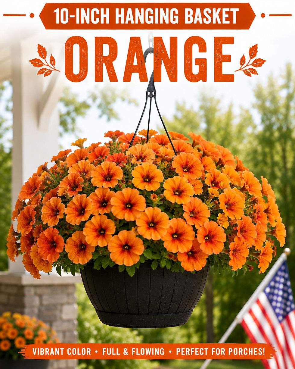 Thumbnail: 10-inch Hanging Basket (Pickup Only)