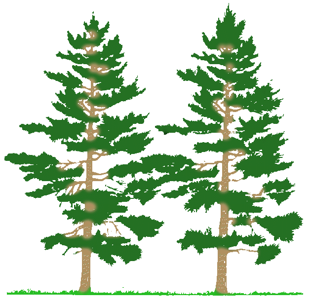 Forest-pine-tree-clipart-kid.gif