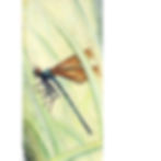 Libellule_nblk