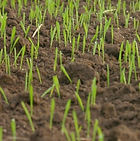 Des Moines Seeding, Seeding company in Des Moines, Sodding Company in Des Moines,