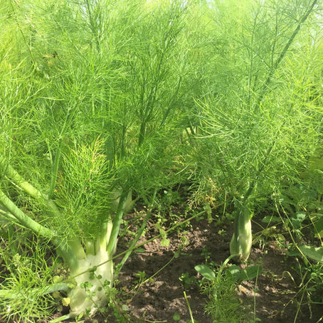 Fenchel - Heil- und Küchenkraut