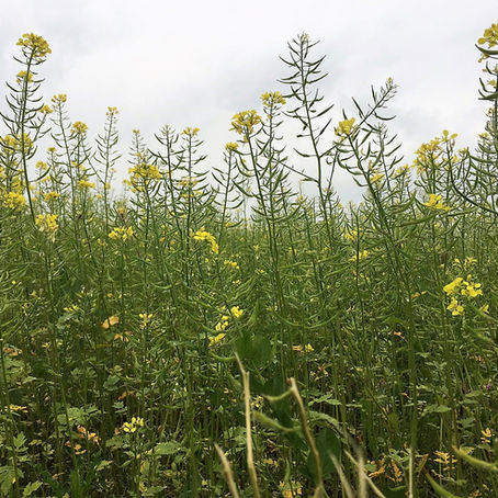 Leindotteröl (Camelina-Öl) 