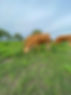 fullblood wagyu cattle and bulls, seedstock, akaushi bulls