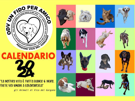 I randagi di Vico del Gargano si fanno conoscere