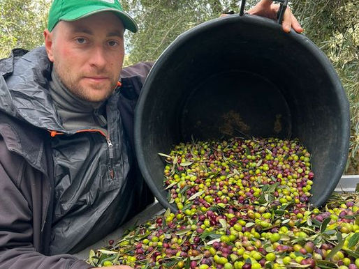 Olio: Agia-Cia, Guido Cusmai esperto Ceja nell’Osservatorio Ue di settore