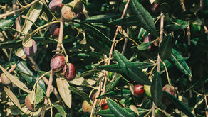 Olio in Puglia, scorte a +450%: Coldiretti lancia l'allarme e chiede tutele per gli olivicoltori
