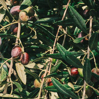 Olio in Puglia, scorte a +450%: Coldiretti lancia l'allarme e chiede tutele per gli olivicoltori