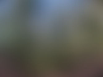 Escursione nella Foresta Umbra tra i Patriarchi Arborei: la Natura insegna