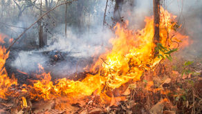 I CARABINIERI FORESTALI HANNO ARRESTATO UN INCENDIARIO