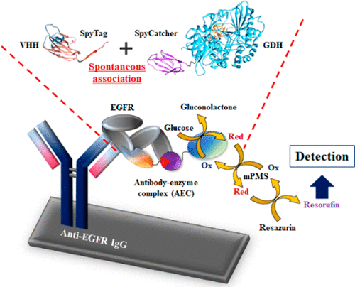 Antibody–Enzyme Complexes Using the SpyCatcher/SpyTag System