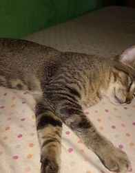 Es una gato tranquila y calmado pero se asusta con facilidad le gusta rascar los juguetes y tiene ataques de energía