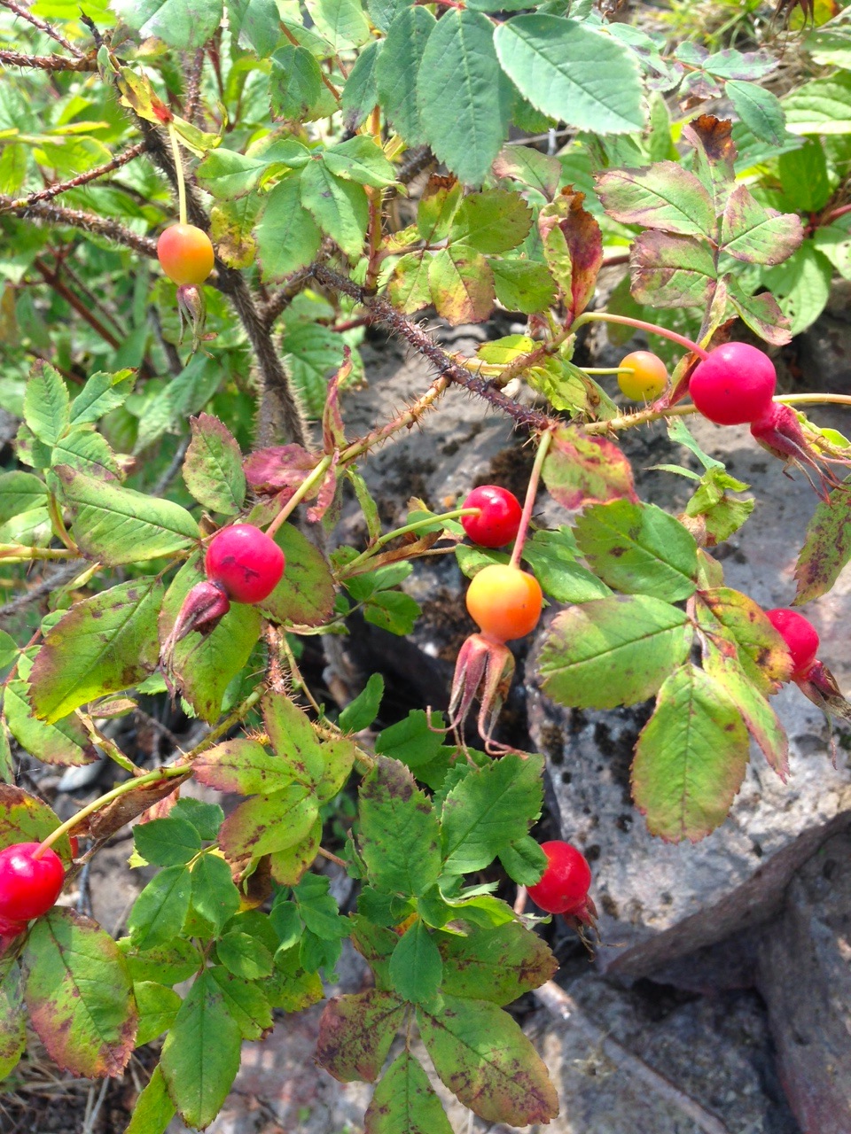 Rose hips in Fall