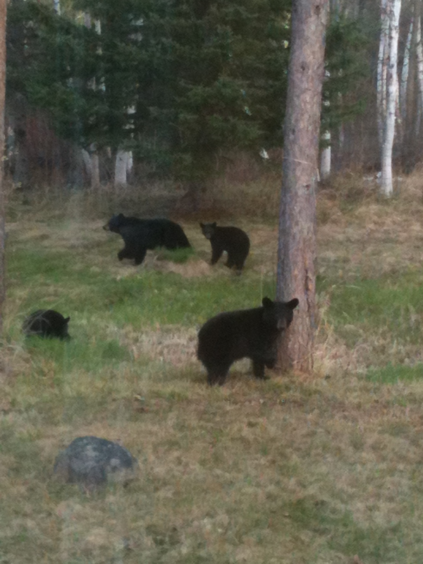 Our neighbors stopping by