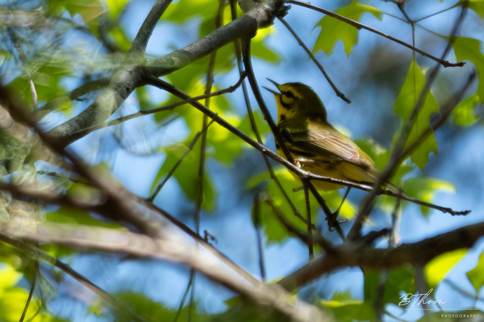 Leopald's Preserve (Watermark)-2