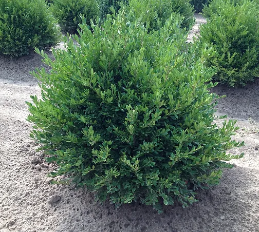 Evergreen Shrubs Land