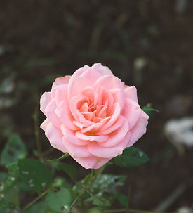 providence-doucet-FjwtL3YSZ9U-unsplash.j