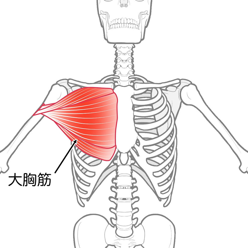 大胸筋