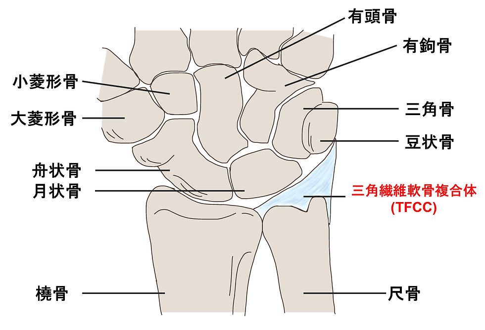 手根骨