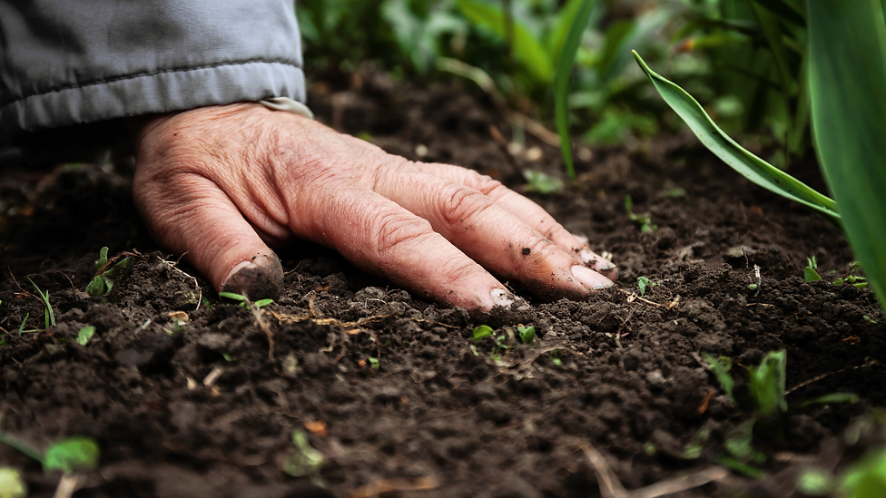 soil-and-hand.png