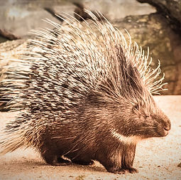 Porcupine_edited.jpg