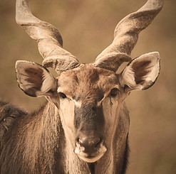 Western_Derby_Eland_edited.jpg