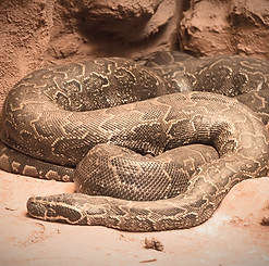 python-de-sebae_edited.jpg