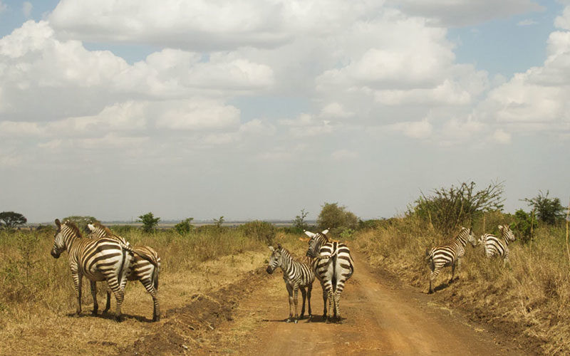 Best African safari parks