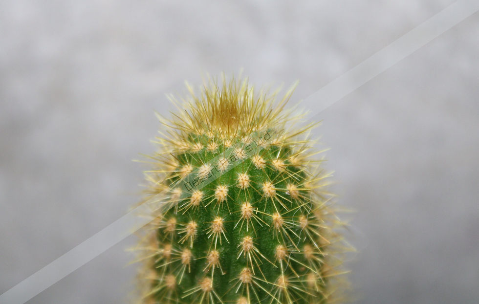 Thumbnail: Echinopsis tarijensis × Trichocereus narvaecensis – Rare Hybrid Cactus Cultivar