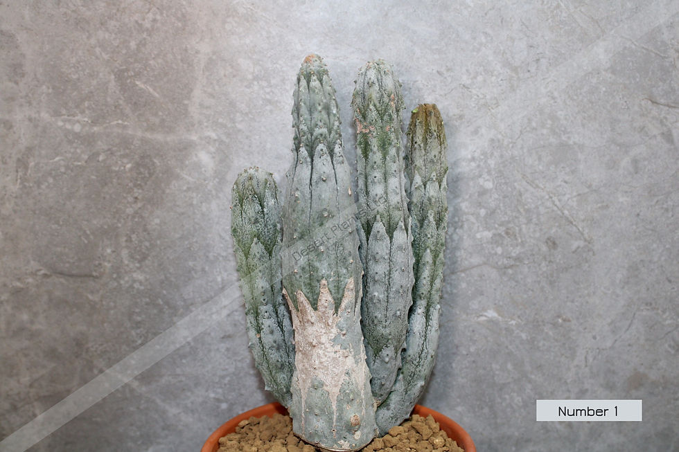 Thumbnail: Euphorbia Abdelkuri Cluster