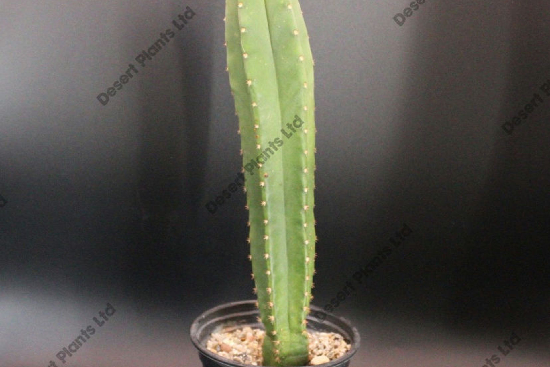 Trichocereus scopulicola - Seed Grown