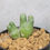 Thumbnail: Conophytum marginatum spp. haramoepense