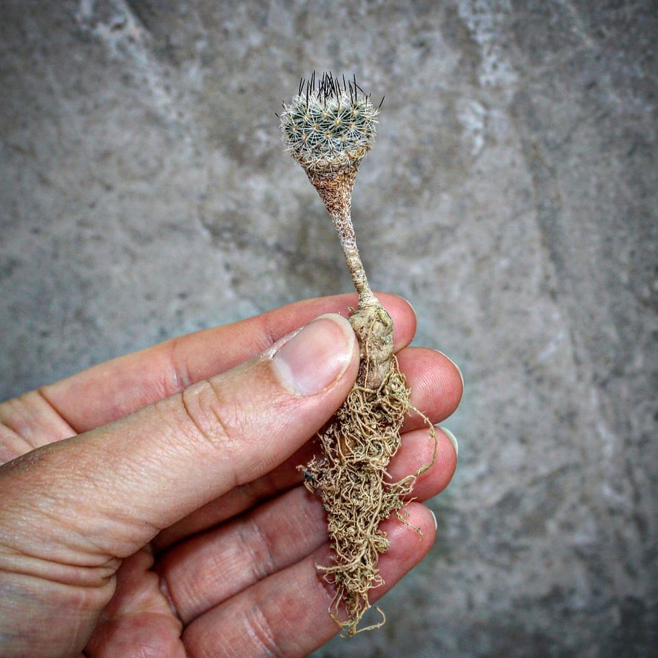 Cactaceae cactus for sale