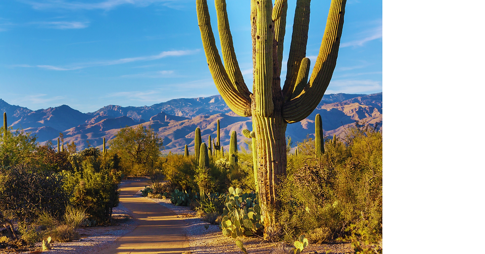 Oldest cactus