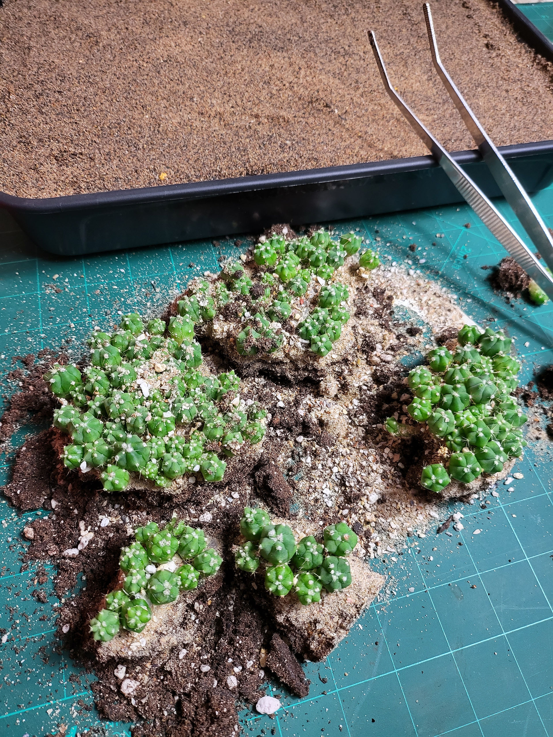 Cactaceae cactus