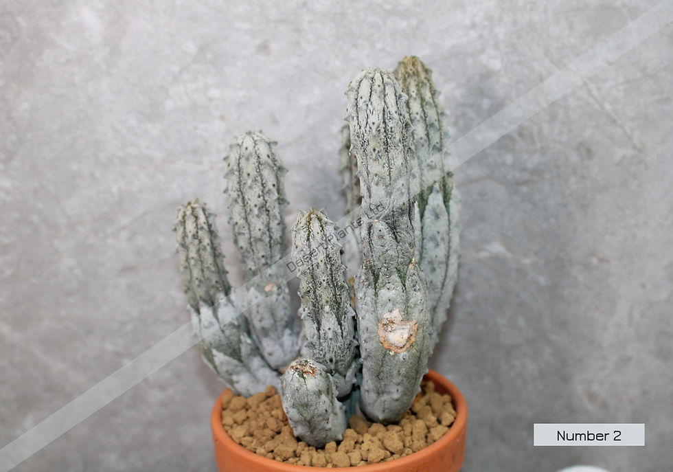Thumbnail: Euphorbia Abdelkuri Cluster