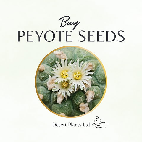 calathea sorter Calathea Medallion Houseplant - Medium (8"-12" tall) Grow Pot