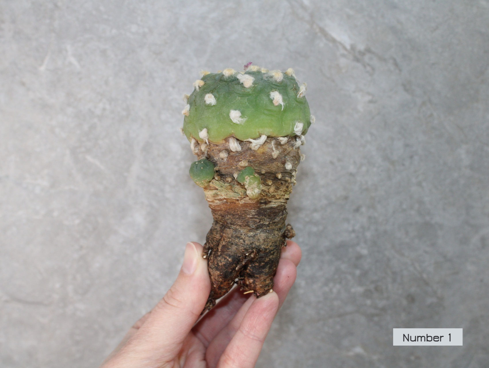 Lophophora fricii – Mature Specimen (Choice of 3)