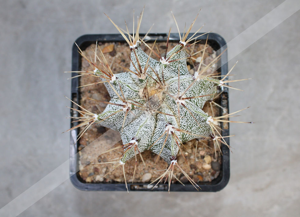 Thumbnail: Astrophytum ornatum x Astrophytum myriostigma
