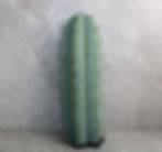 Cactaceae Cactus for Sale - Trichocereus pachanoi species Griseus hybrid cactus