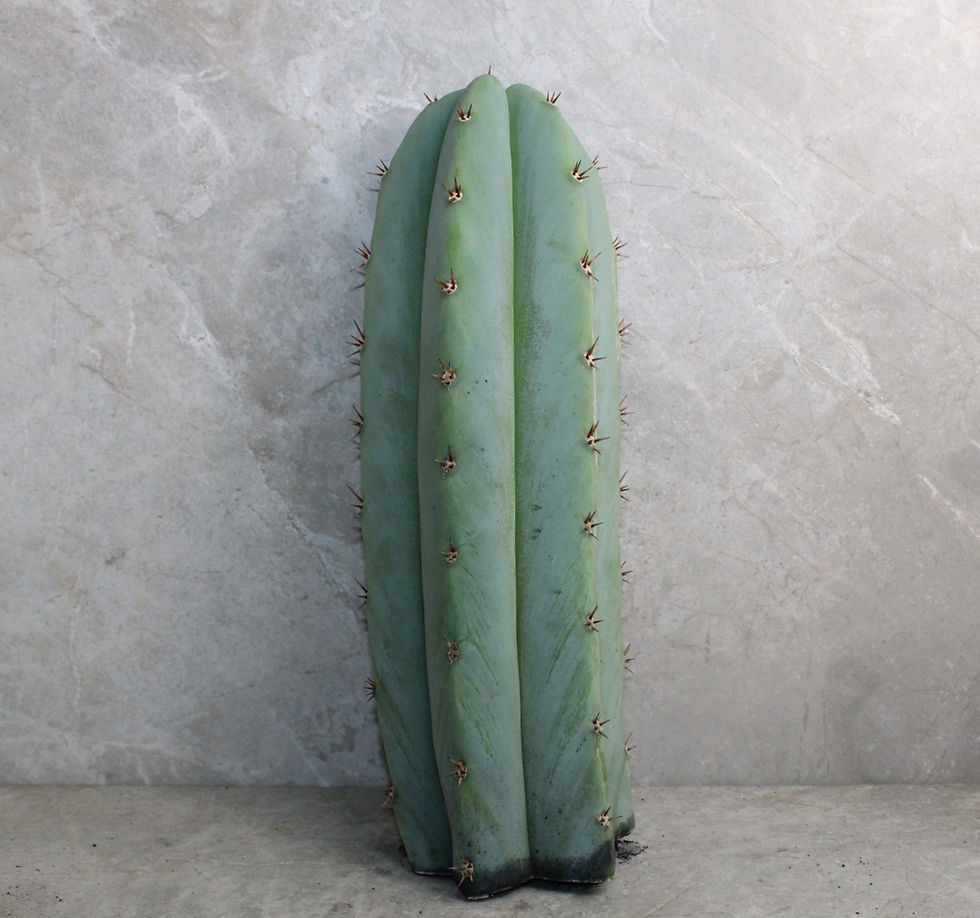 Cactaceae Cactus for Sale - Trichocereus pachanoi species Griseus hybrid cactus