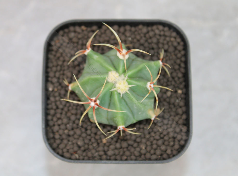 Thumbnail: Ferocactus histrix