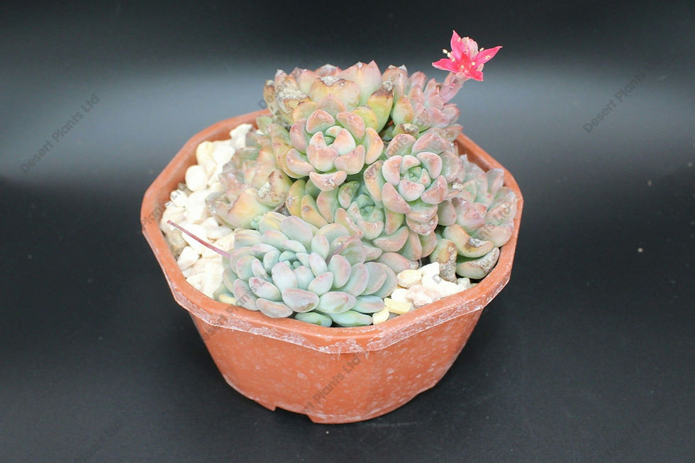 Graptopetalum bellum hybrid Tiny succulent showing full rosette