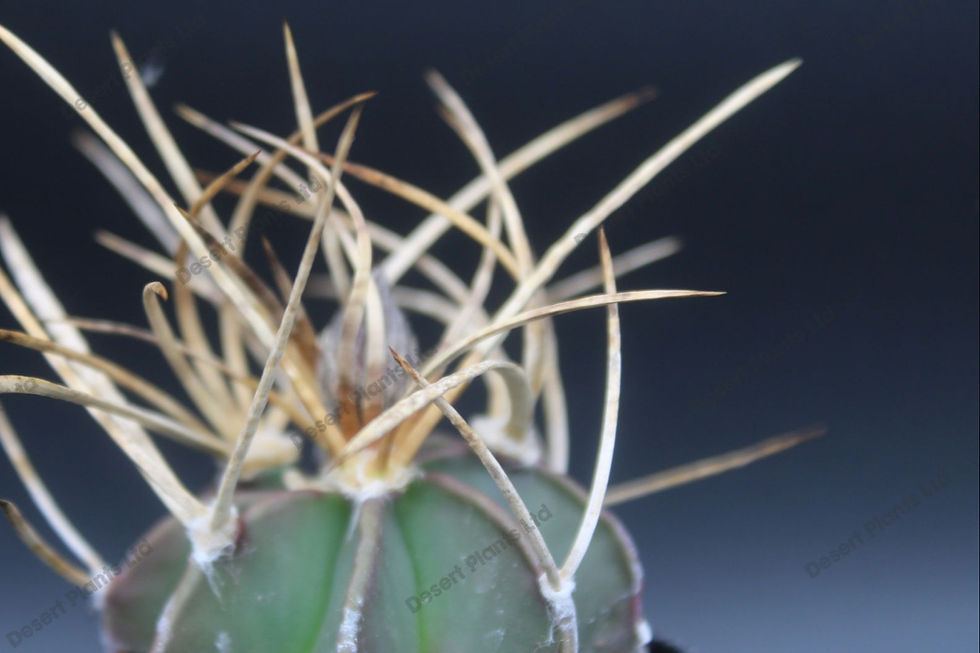 Thumbnail: Astrophytum crassispinum 