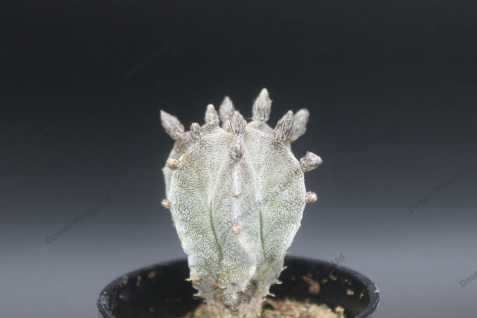 Thumbnail: Astrophytum myriostigma minima *