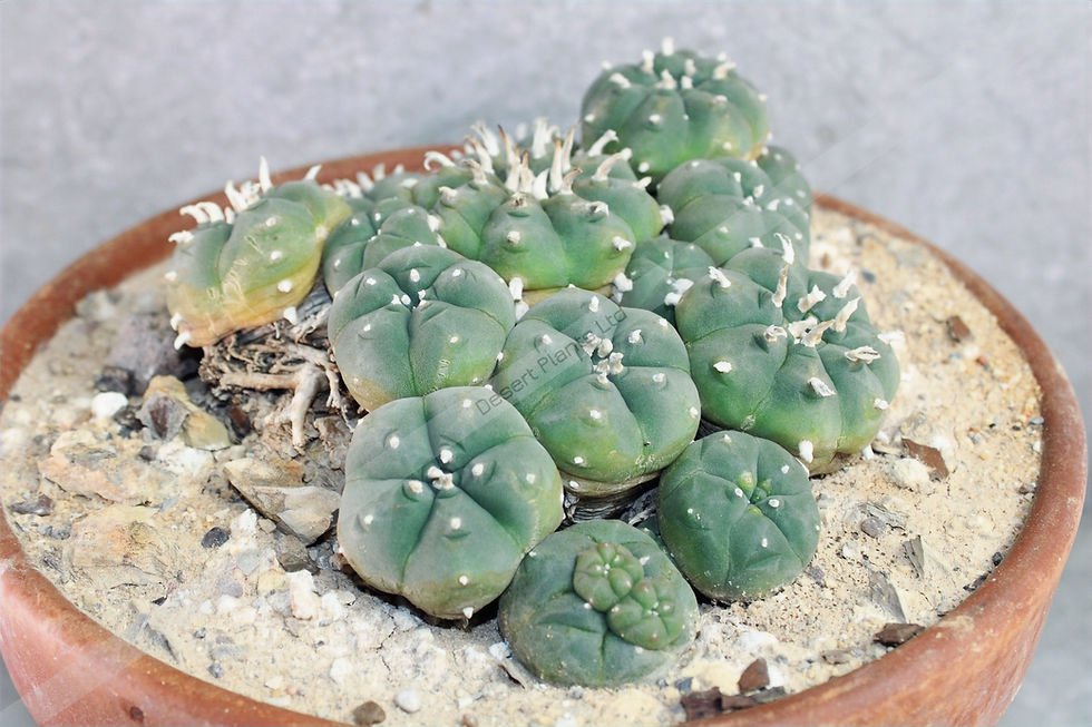 Thumbnail: Peyote Cactus (Lophophora williamsii Huizache) – Live Peyote Plant Rare